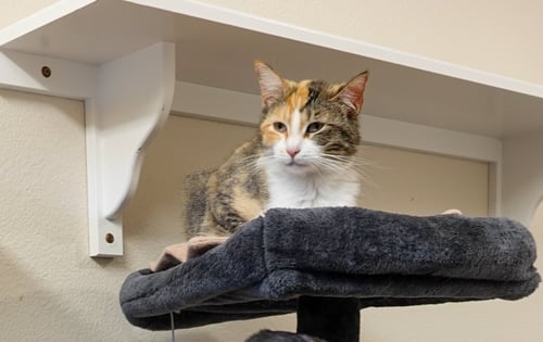 BETH - Domestic Short Hair / Torbie available for adoption