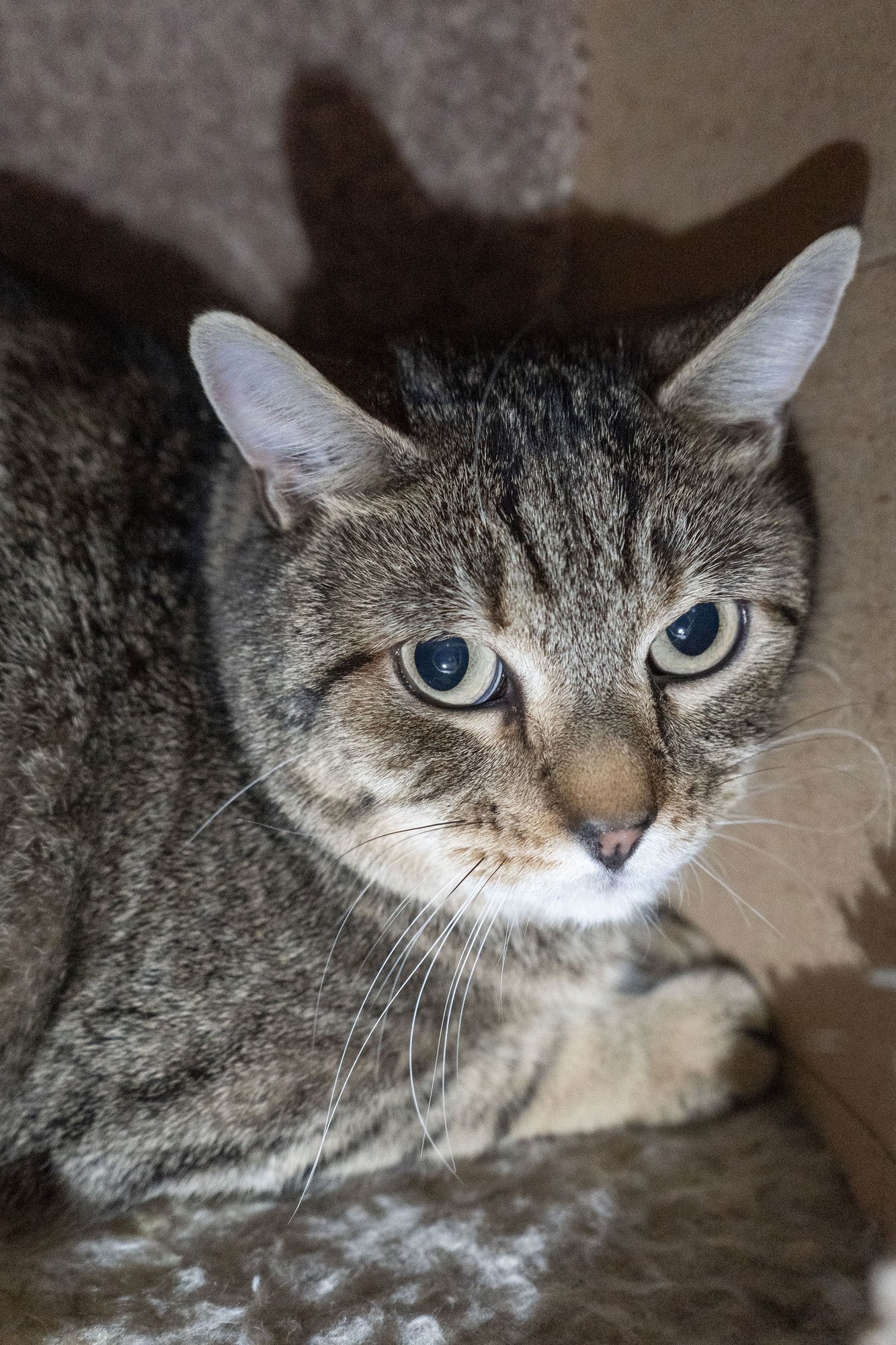 SLINKY - Domestic Short Hair available for adoption