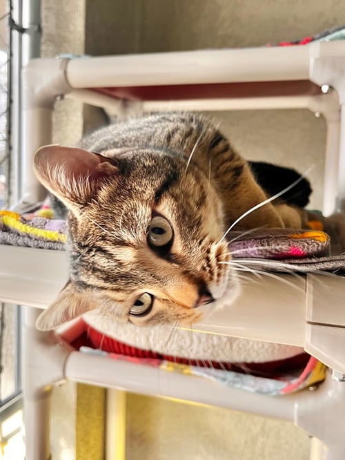 SLINKY - Domestic Short Hair available for adoption