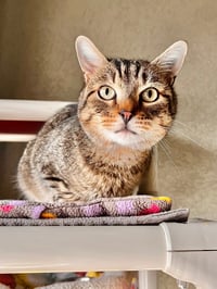 Slinky - Photo 3