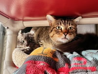 Slinky - Photo 4
