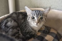 Olive - Photo 1
