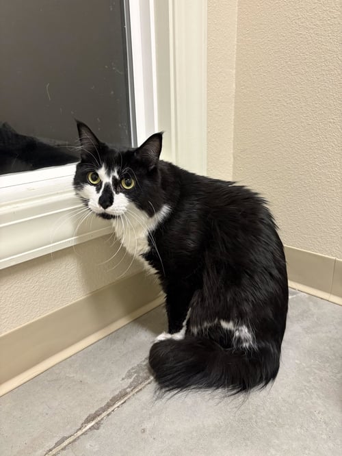 APOLLO - Domestic Medium Hair available for adoption