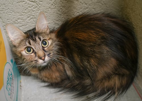 MEEPS - Domestic Long Hair available for adoption