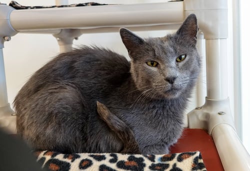 TWIRLY - Domestic Short Hair available for adoption