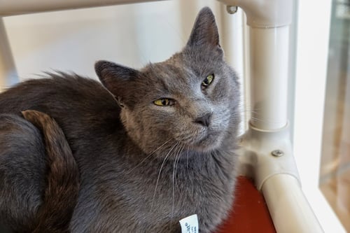 TWIRLY - Domestic Short Hair available for adoption