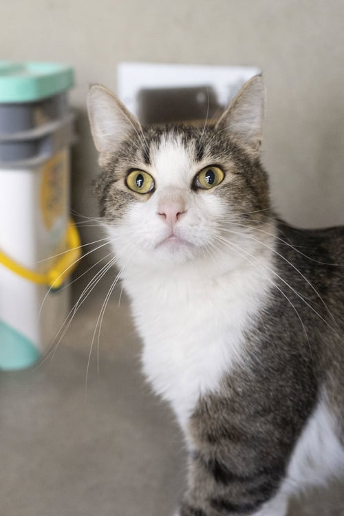 GARY - Domestic Short Hair available for adoption