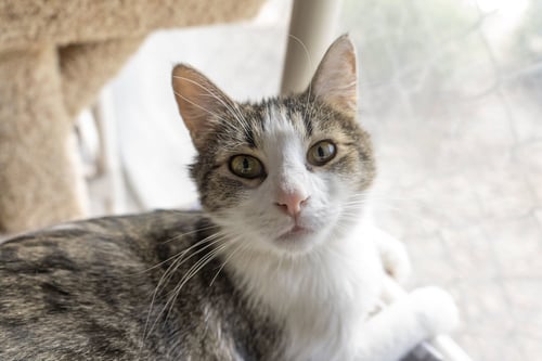 GARY - Domestic Short Hair available for adoption