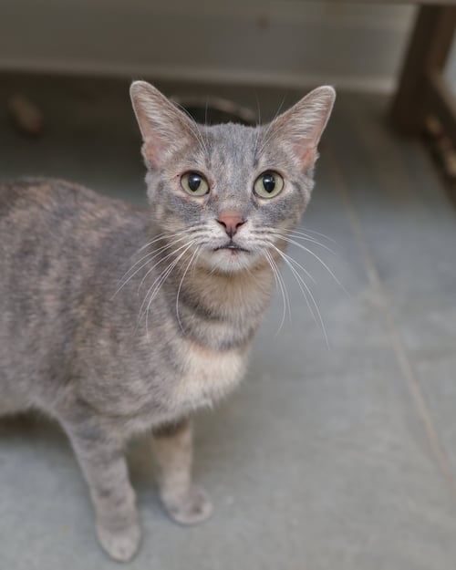 GRETCHEN - Domestic Short Hair / Dilute Tortoiseshell available for adoption