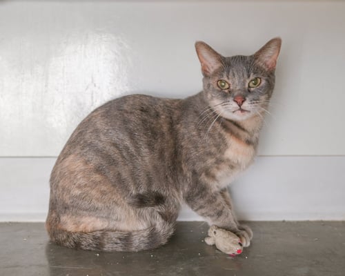 GRETCHEN - Domestic Short Hair / Dilute Tortoiseshell available for adoption