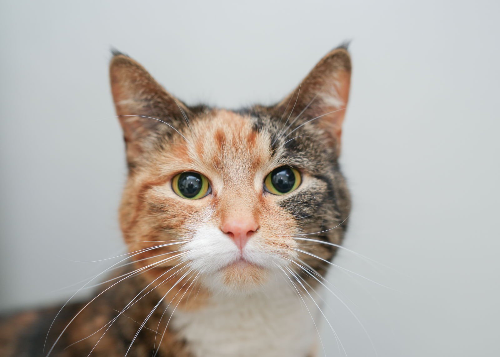 FREYA - Domestic Short Hair / Torbie available for adoption