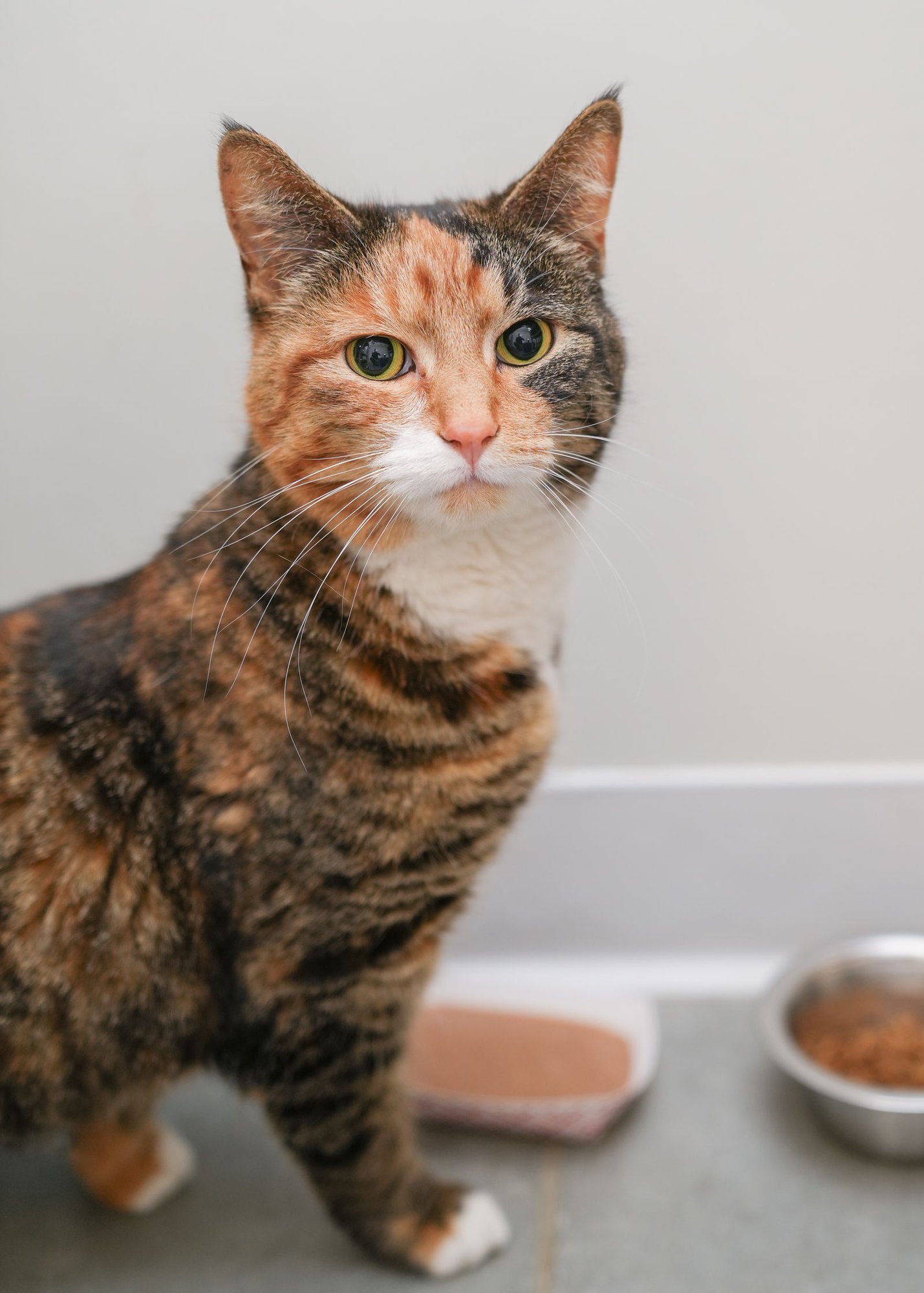 FREYA - Domestic Short Hair / Torbie available for adoption