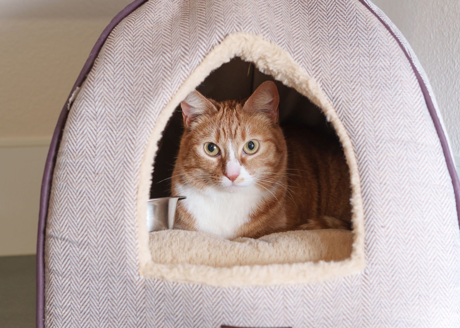 JADA - Domestic Short Hair available for adoption