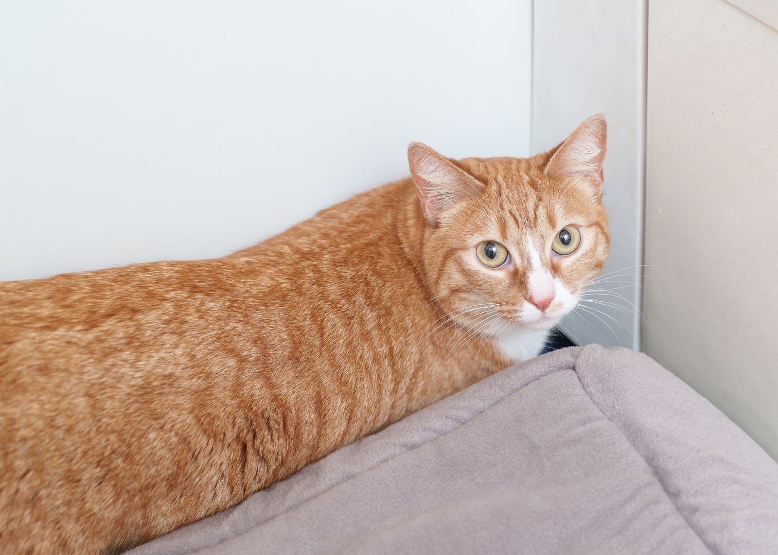 JADA - Domestic Short Hair available for adoption