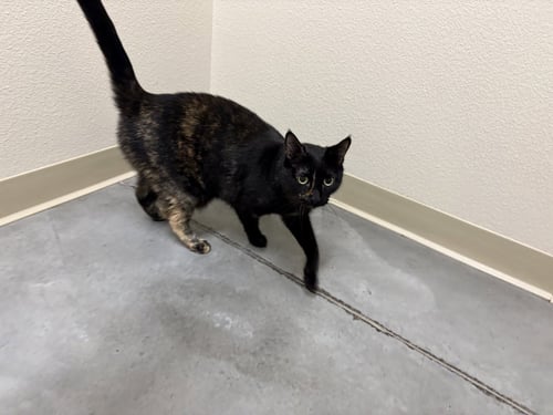 SCARLETT - Domestic Short Hair available for adoption