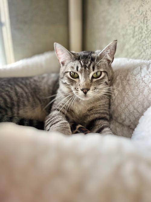 RIVERS - Domestic Short Hair available for adoption