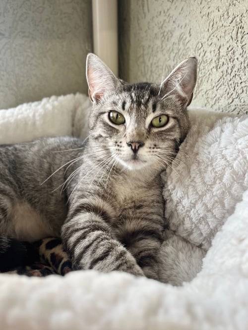 RIVERS - Domestic Short Hair available for adoption