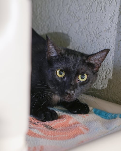 ZEVY - Domestic Short Hair available for adoption