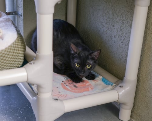 ZEVY - Domestic Short Hair available for adoption