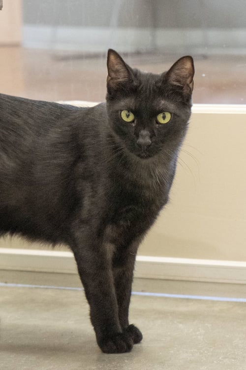 ZEVY - Domestic Short Hair for adoption in Meridian