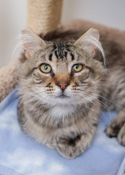 BREWER - Domestic Medium Hair available for adoption