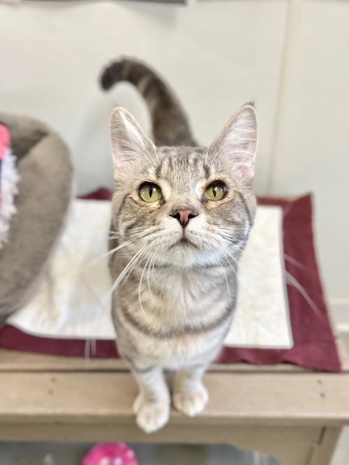 NIMBUS - Domestic Short Hair available for adoption