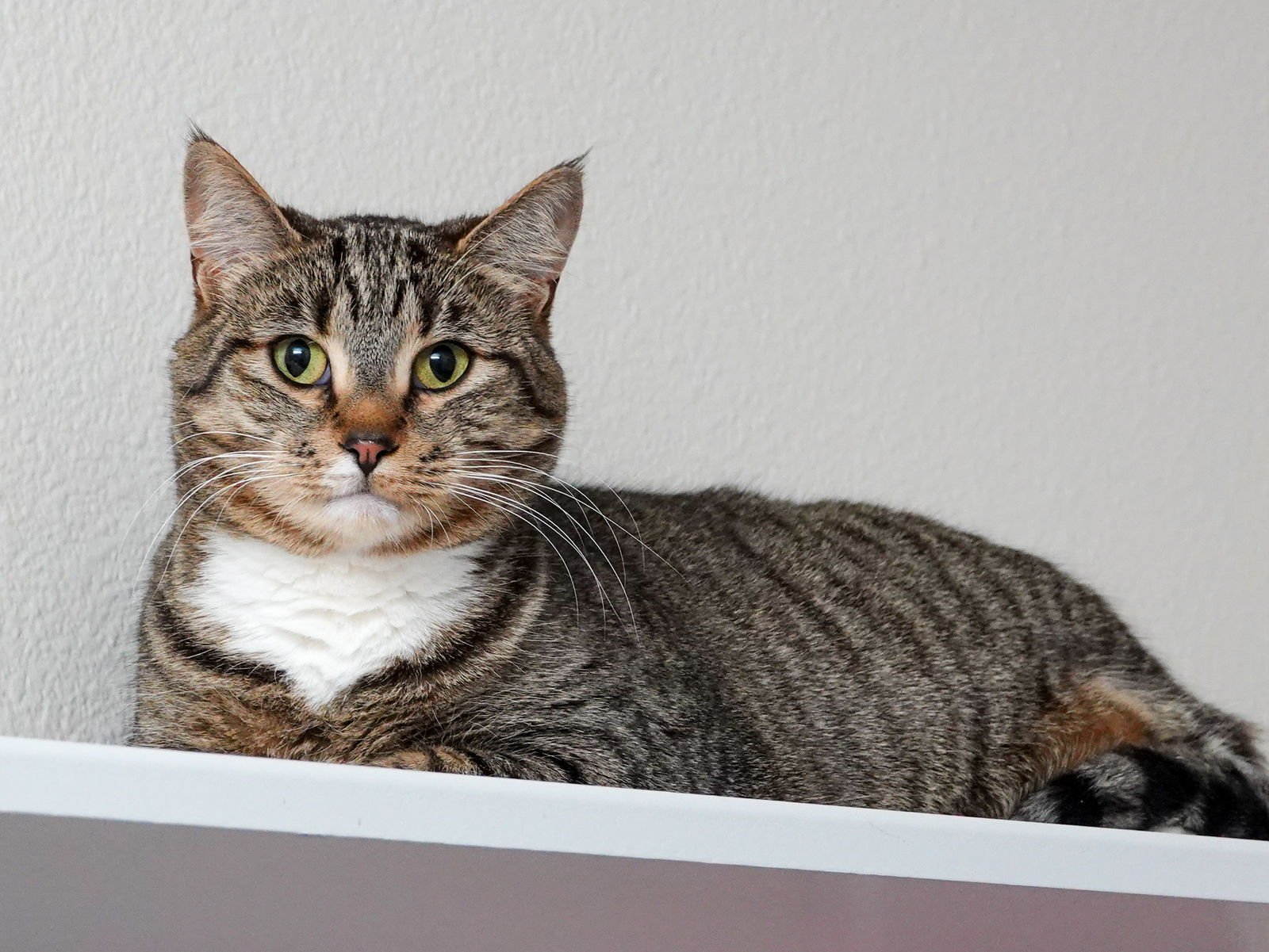 MOCHI - Domestic Short Hair / Torbie available for adoption