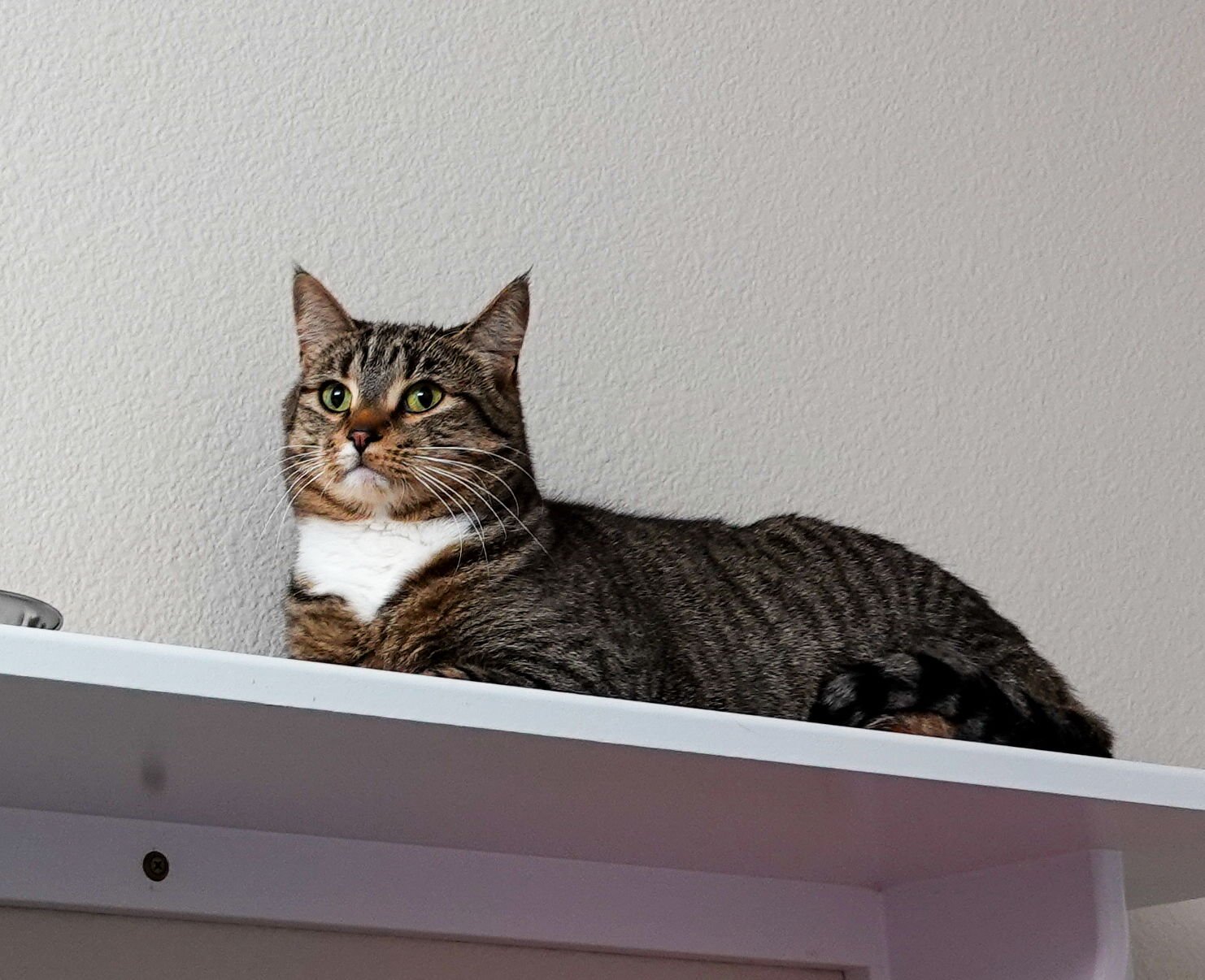 MOCHI - Domestic Short Hair / Torbie available for adoption