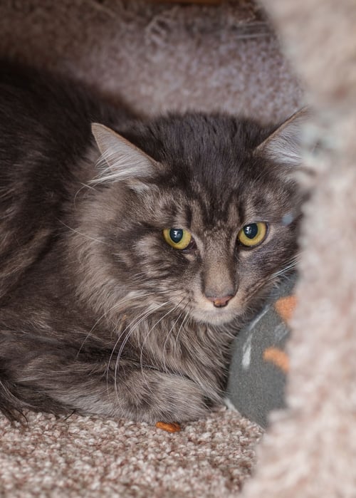 DODGE - Domestic Medium Hair available for adoption