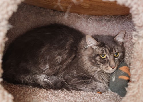 DODGE - Domestic Medium Hair available for adoption