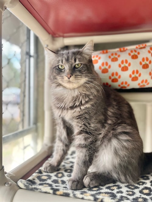 DODGE - Domestic Medium Hair available for adoption