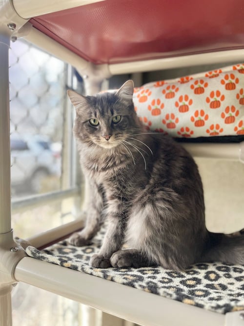 DODGE - Domestic Medium Hair available for adoption