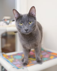 Ekko - Photo 1