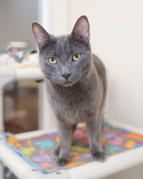 EKKO - Domestic Short Hair available for adoption