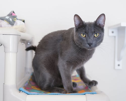 EKKO - Domestic Short Hair available for adoption