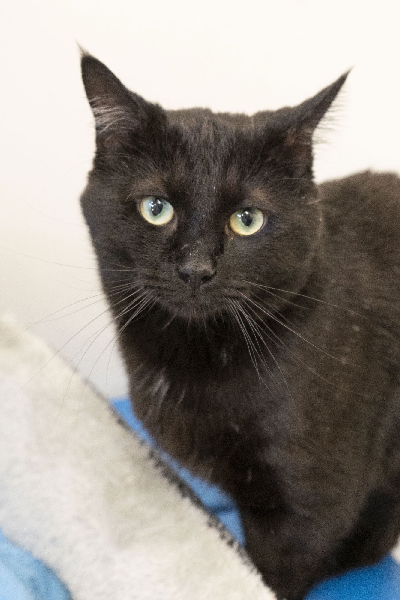 PONY BOY - Domestic Short Hair available for adoption
