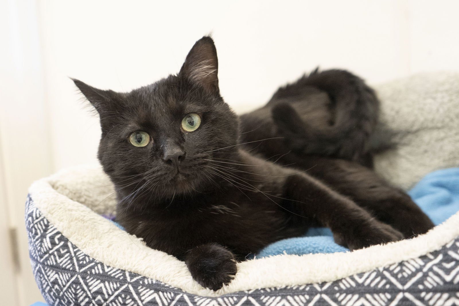 PONY BOY - Domestic Short Hair available for adoption