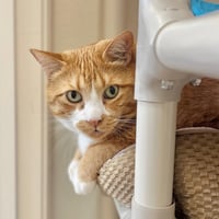 Dopey - Photo 2