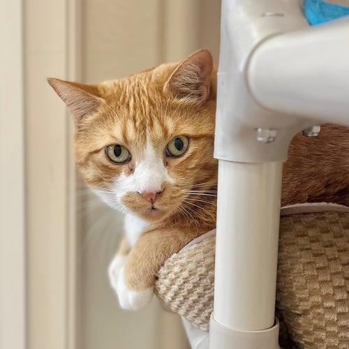 DOPEY - Domestic Short Hair available for adoption