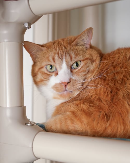 DOPEY - Domestic Short Hair available for adoption