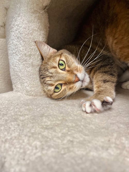 HONEY BUG - Domestic Short Hair / Torbie available for adoption