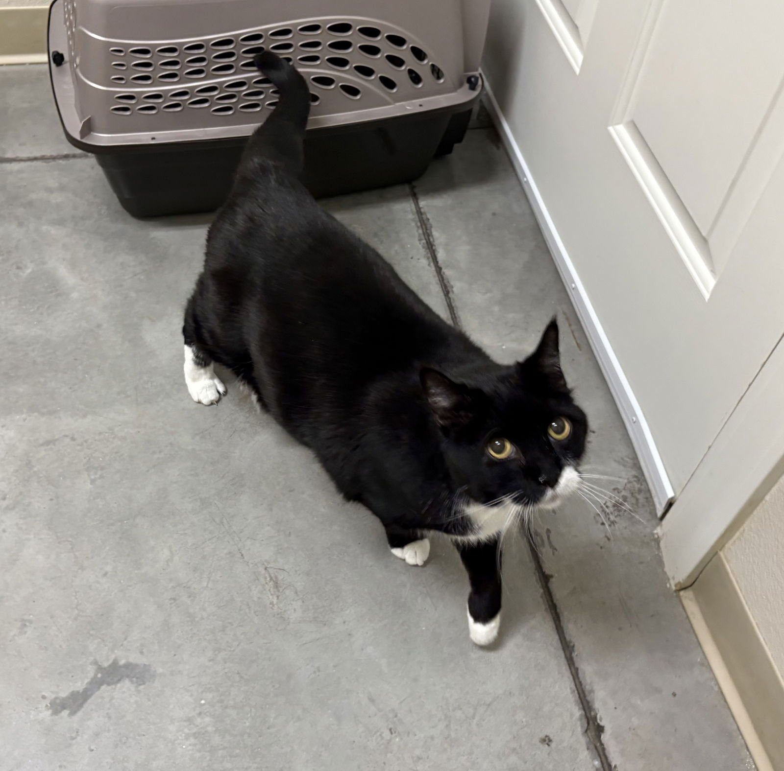 BODIS - Domestic Short Hair available for adoption