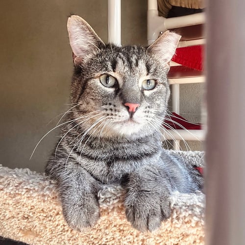 TIMMY - Domestic Short Hair available for adoption