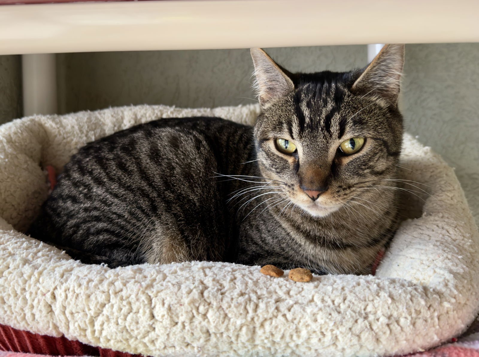 MAGIC - Domestic Short Hair available for adoption