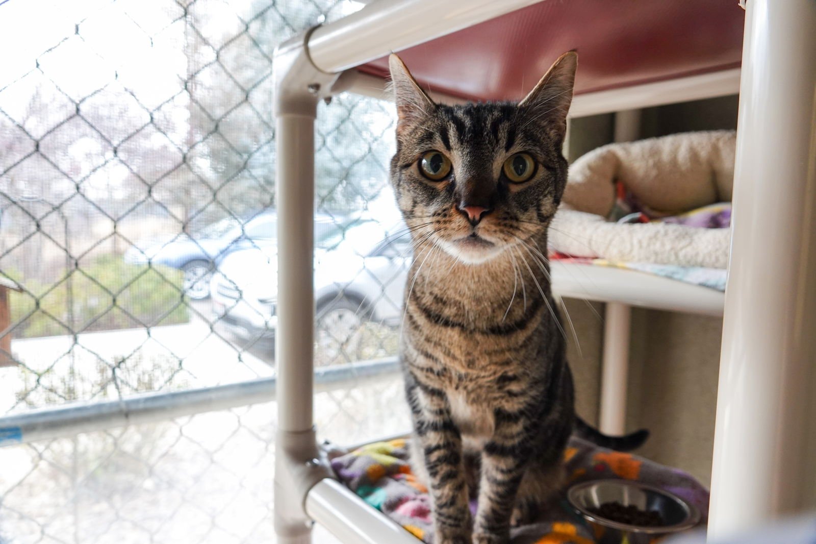 MAGIC - Domestic Short Hair available for adoption