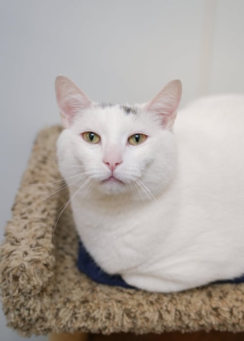 OVAL - Domestic Short Hair available for adoption