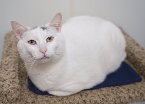 OVAL - Domestic Short Hair available for adoption