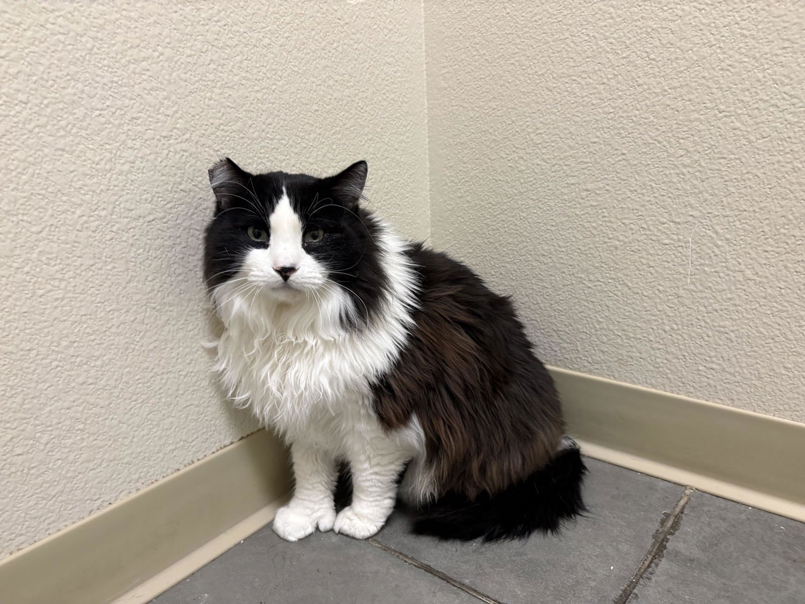 GUS - Domestic Long Hair available for adoption