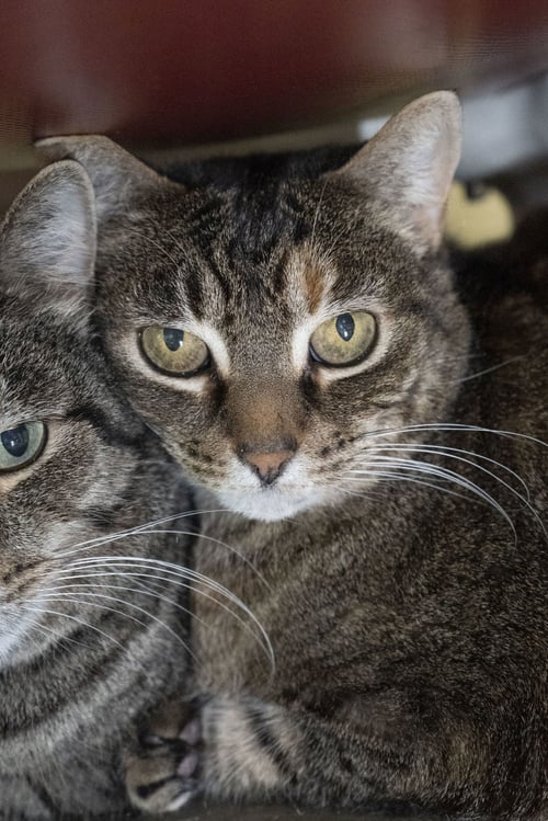 TIGGER - Domestic Short Hair / Torbie available for adoption