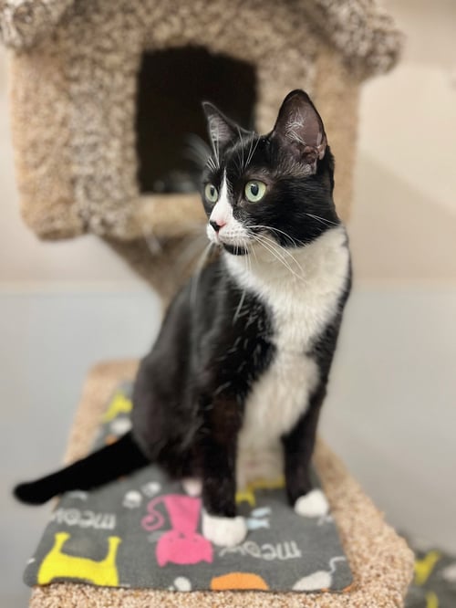 BESSIE - Domestic Short Hair available for adoption